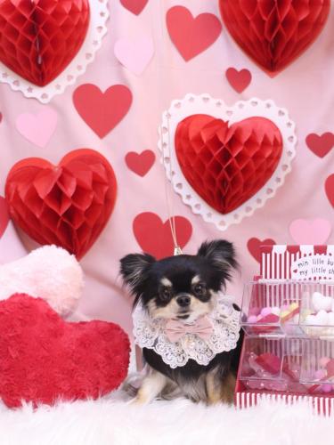 20240224プリンちゃん